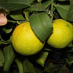 Les citrons de mon citronier.צמד לימונים בחצר 